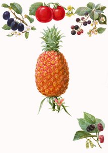 水果 作者 英语学校