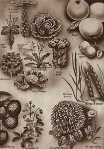 水果、蔬菜和花卉及其栽培的野生品种（平版） 作者 英语学校