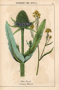 富勒茶藨子或蓟，以及开黄花的普通芥菜，选自《指导画册，或蔬菜世界的课程》，[夏洛特-玛丽-永格]，爱丁堡 作者 英语学校