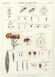 Fumitory和Wallflower 作者 英语学校