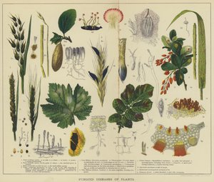 植物真菌病害（彩色石印本） 作者 英语学校
