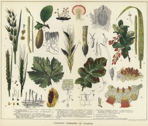 植物的真菌病 作者 英语学校