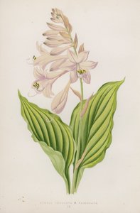 Funkia Undulata; B Variegata（彩色石版画） 作者 英语学校