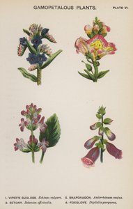 配子植物（彩色印刷版） 作者 英语学校