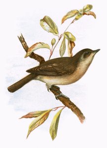 花园莺 作者 英语学校