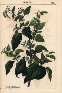 带黑色浆果的花园或黑夜草 Solanum nigrum，摘自《指导画册，或蔬菜世界的课程》，[夏洛特-玛丽-永格]，爱丁堡 作者 英语学校