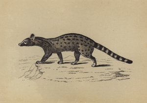 Genet（彩色印刷版） 作者 英语学校