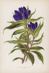 安德鲁龙胆（彩色平版） 作者 英语学校