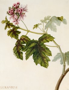 天竺葵（在牛皮纸上的wc） 作者 英语学校
