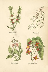 玻璃草、烟草、荞麦、巴仁麦芽汁（彩色石版画） 作者 英语学校