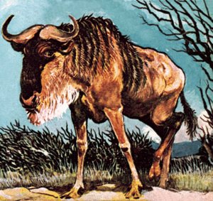 Gnu或wilderbeast 作者 英语学校