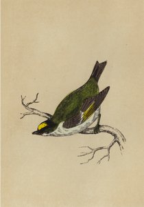 金冠鹪鹩（彩色石版画） 作者 英语学校