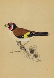 Goldfinch (colour litho) 作者 英语学校