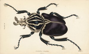 歌利亚甲虫，Goliathus goliatus (Goliathus magnus) 作者 英语学校
