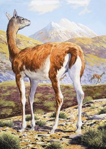 优雅的Guanacos 作者 英语学校