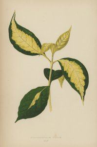 关键词 作者 英语学校