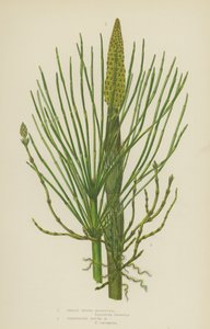 大水马尾、杂色粗马尾（彩色石版画） 作者 英语学校