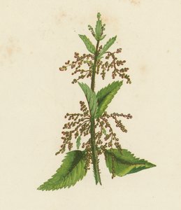 绿色荨麻（彩色石版画） 作者 英语学校