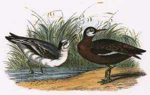灰色Phalarope 作者 英语学校