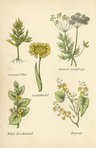 地面松木，柏奈特虎耳草，山羊胡子，白苦薄荷，黑莓 作者 英语学校
