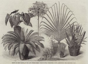 南肯辛顿国际园艺展晚期珍稀植物群（版画） 作者 英语学校