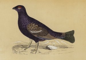 松鸡（彩色印刷） 作者 英语学校