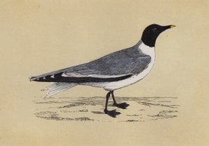 海鸥（彩色印刷） 作者 英语学校