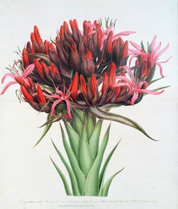 Gymea Lily，1826年（纸上写着） 作者 英语学校