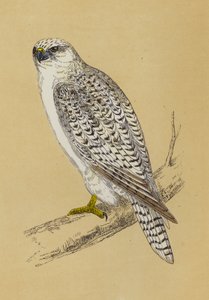 Gyr-Falcon（彩色印刷）。 作者 英语学校