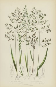 硬草甸草、矮小麦草甸草、平梗草甸草、光滑草甸草……（彩色石版画） 作者 英语学校