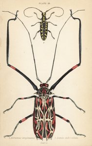 丑角甲虫 Acrocinus longimanus 1 和平面长角甲虫 Taeniotes subocellatus 2 作者 英语学校