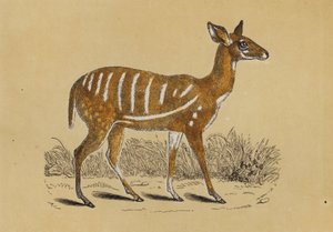 被束缚的羚羊（彩色石版画） 作者 英语学校