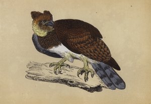 Harpy Eagle（彩色石版画） 作者 英语学校