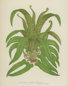 雀舌脾草（彩色石版画） 作者 英语学校