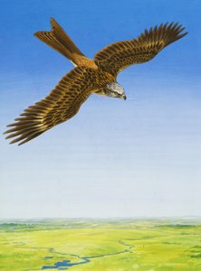 鹰 作者 英语学校