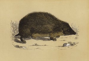 Hedge-Hog（彩色石版画） 作者 英语学校