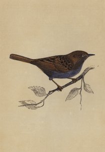 绿篱麻雀（彩色平版画 作者 英语学校