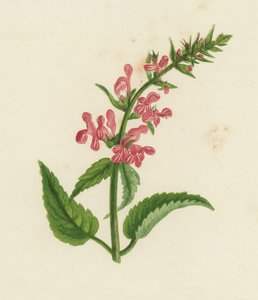 绿篱伤寒草（彩色石版画） 作者 英语学校