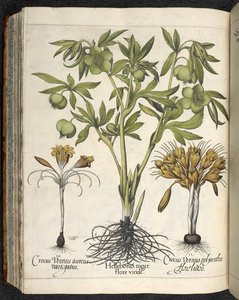 Helleborus Niger（黑鹤望兰），摘自 Nicholas Culpeper 所著的《Culpeper