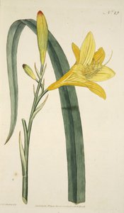 从植物园或花园展示的萱草黄花（黄色黄花菜），酒吧。 1796年（手工彩色雕刻） 作者 英语学校