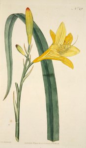 Hemerocallis Flava黄色日百合，出版。1796年手绘版画。 作者 英语学校
