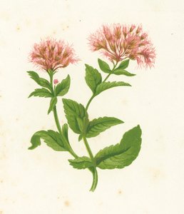 大麻仙人掌，Eupatorium Cannabinum 作者 英语学校