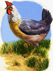 Hen 作者 英语学校