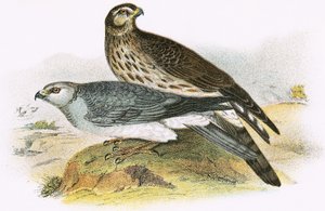 Hen Harrier 作者 英语学校