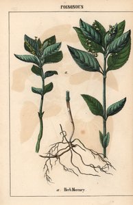 草汞，选自《教学图画书，或蔬菜世界的课程》，[夏洛特-玛丽-永格]，爱丁堡 作者 英语学校