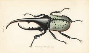 大力士甲虫，雄性，Dynastes hercules, Scarabaeus hercules 作者 英语学校