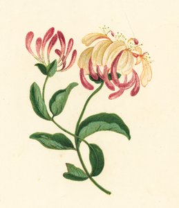 金银花，Lonicera Periclymenum（彩色石版画） 作者 英语学校