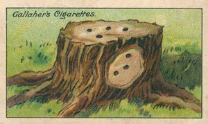 如何杀死树桩（chromolitho） 作者 英语学校