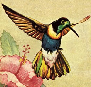 哼唱着鸟 作者 英语学校