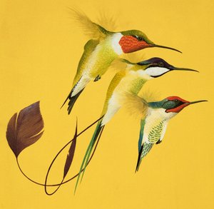 蜂鸟（纸上水粉画） 作者 英语学校